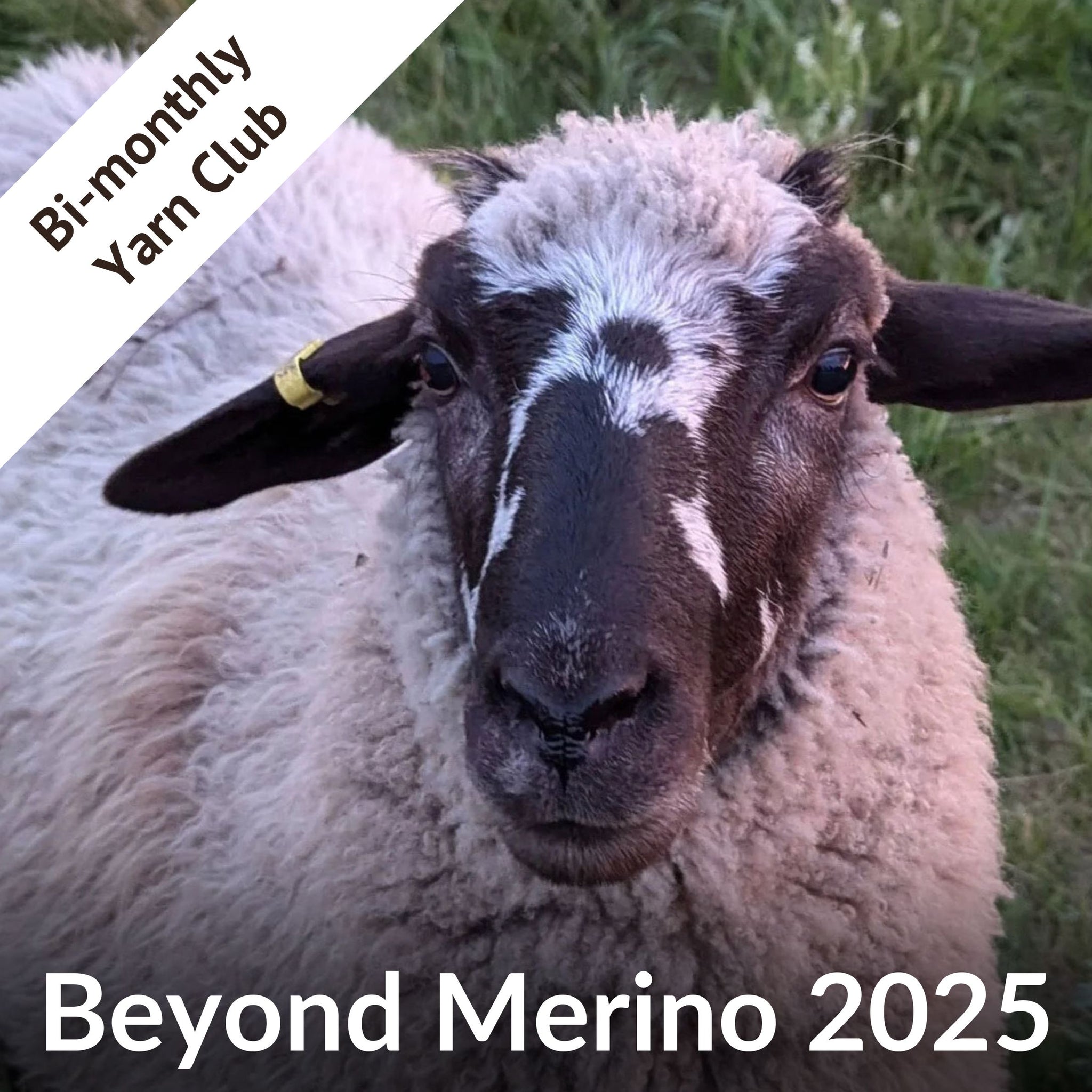 Yarn Club 2025: Beyond Merino