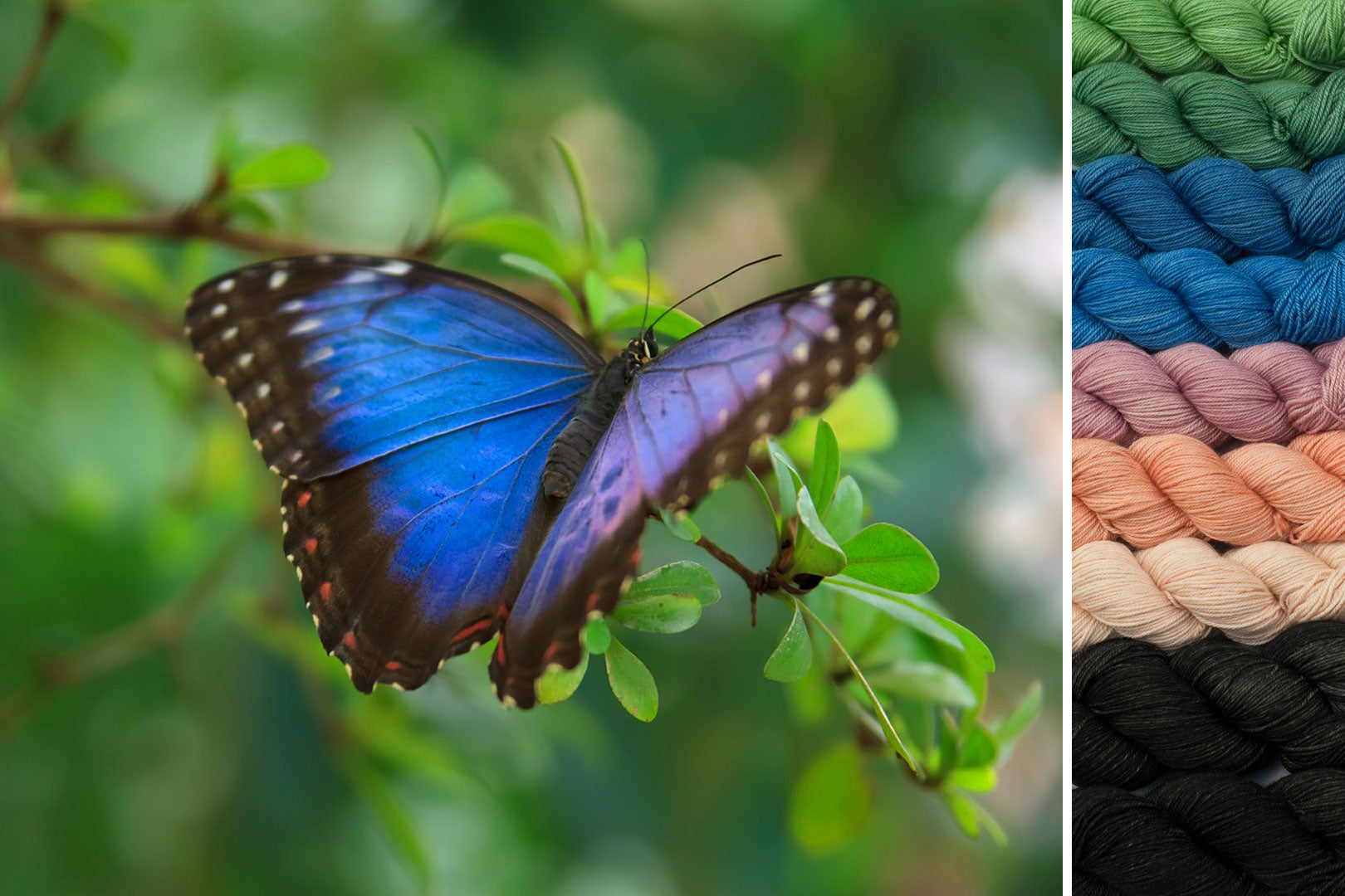 Butterfly: Secret Forest MKAL Set