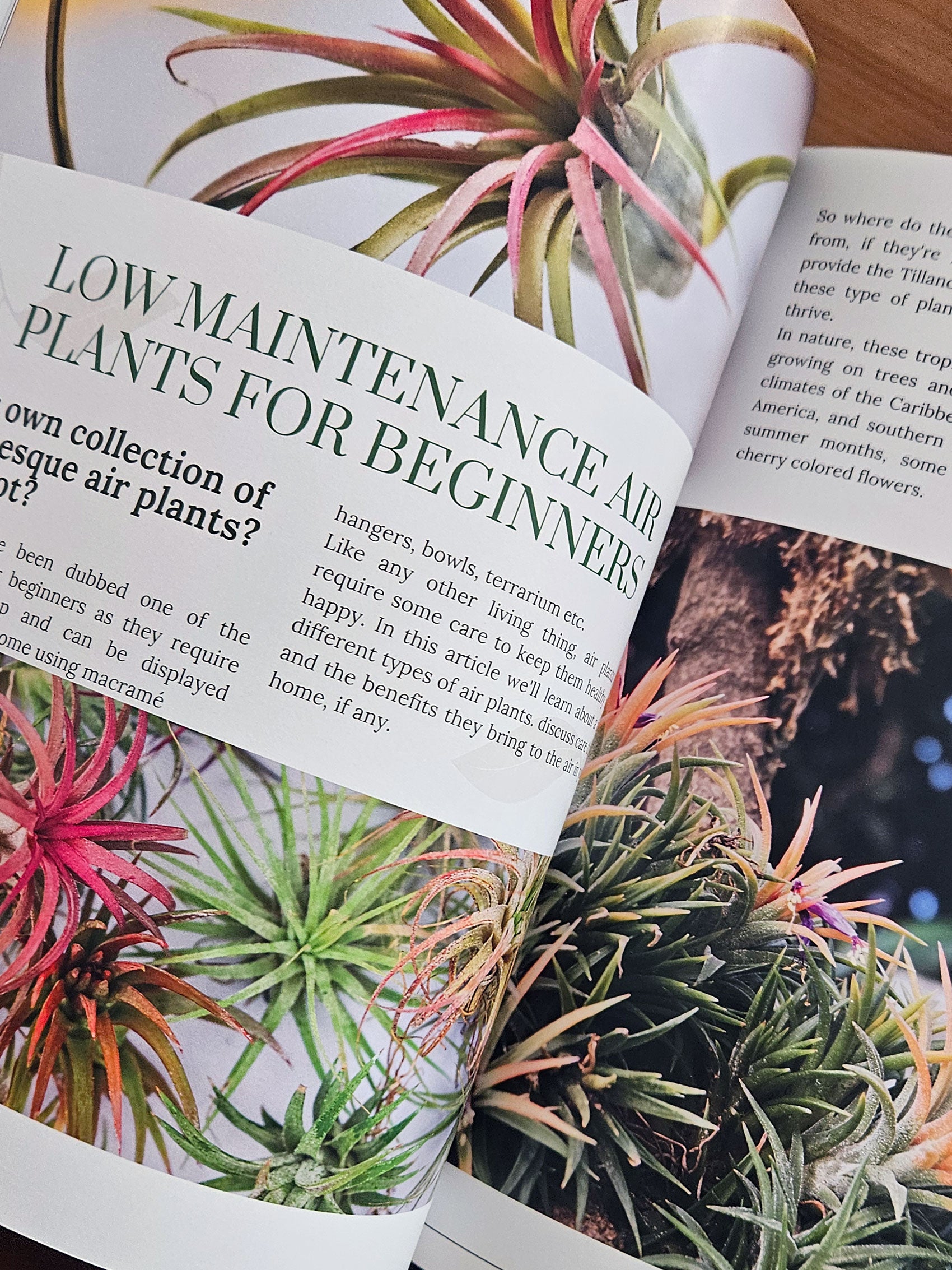 Radicle Threads - Issue 4