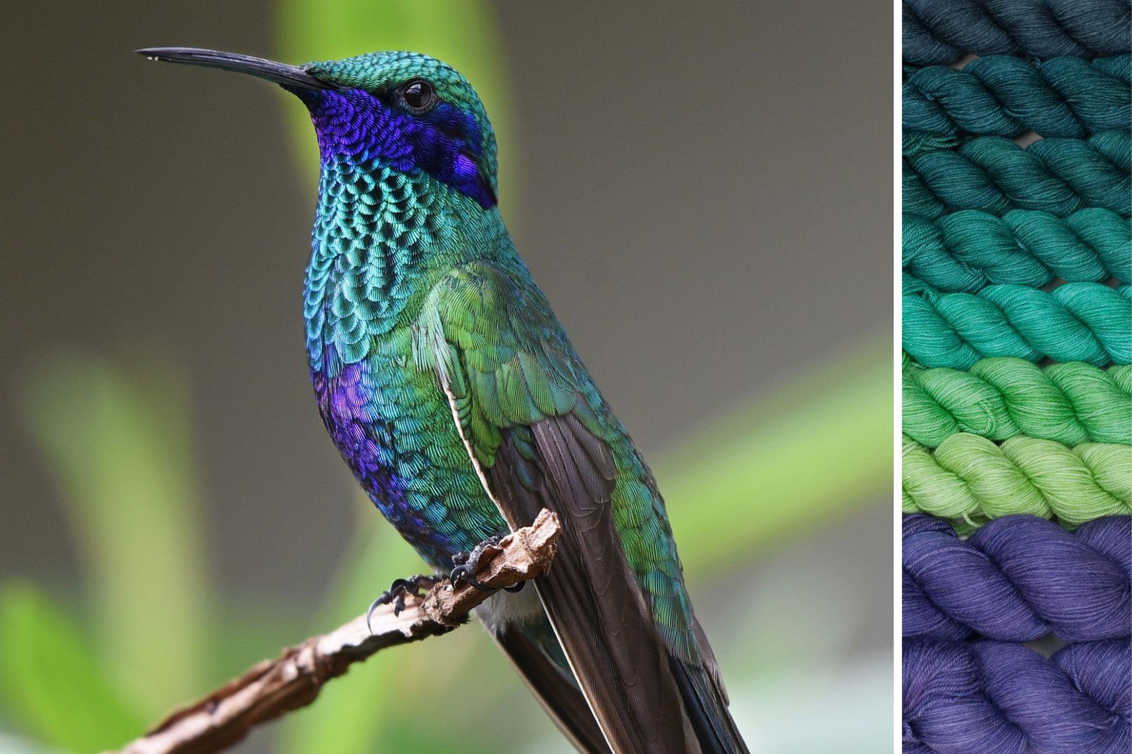 Hummingbird: Wings of Wonder MKAL Set