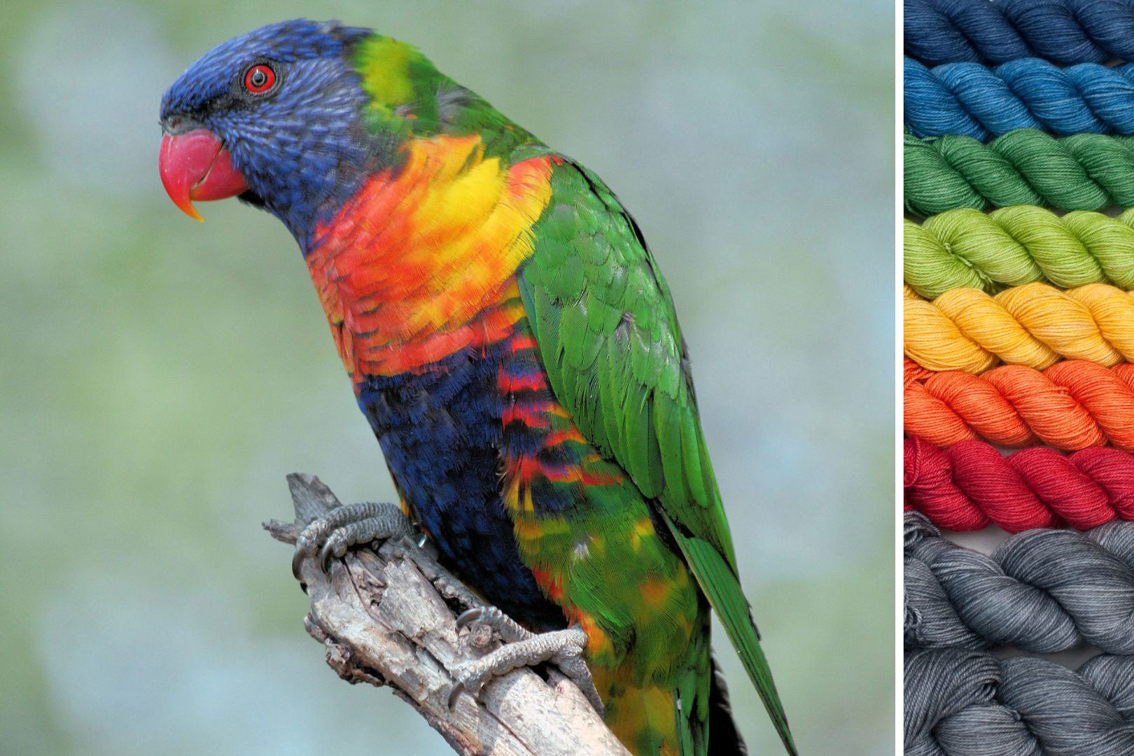 Lorikeet: Wings of Wonder MKAL Set