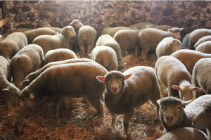 Many sheep in a barn with one looking straight at the camera