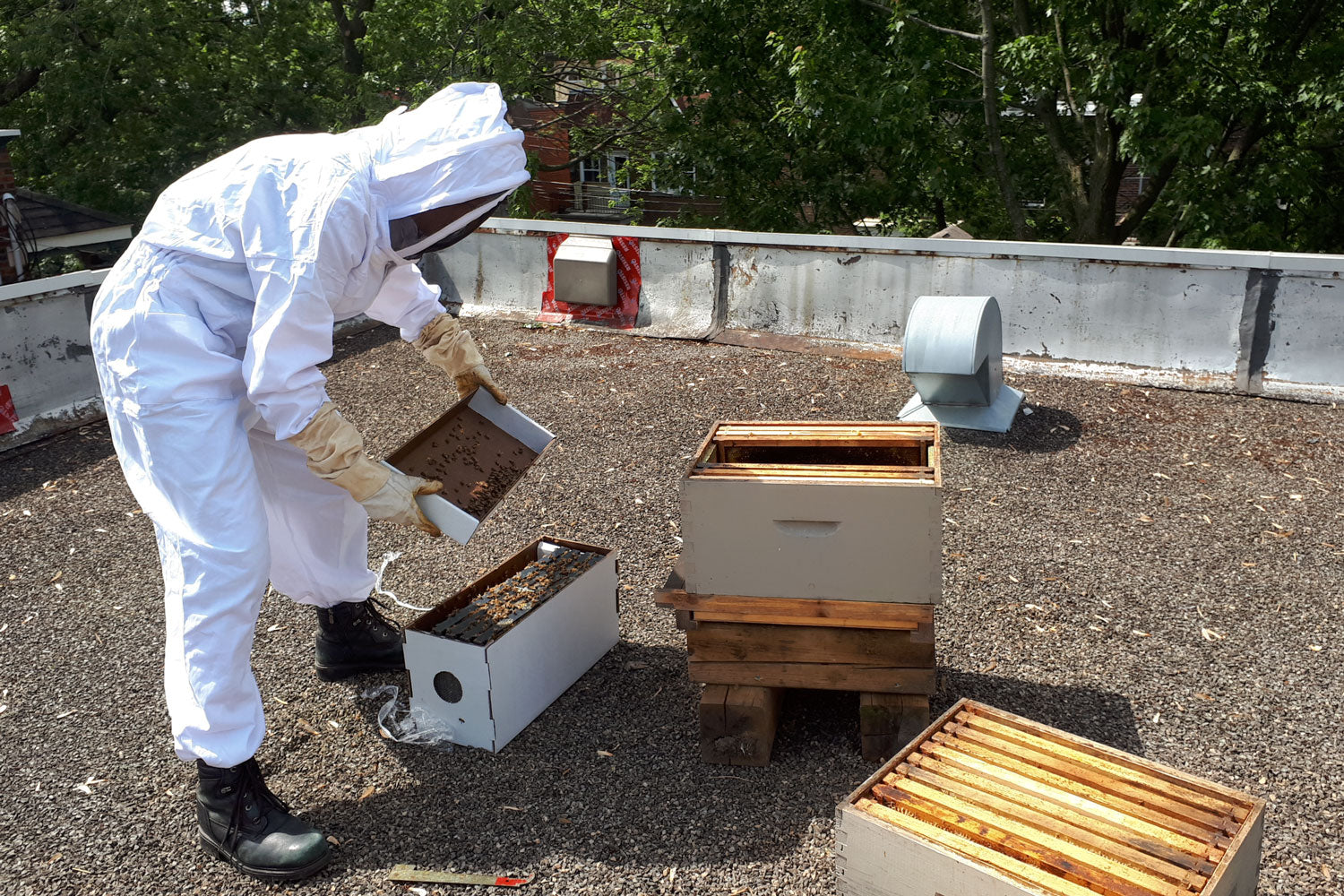 Moving bees from nuc box into hive