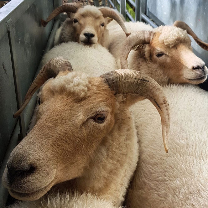 Close up of portland-sheep-faces