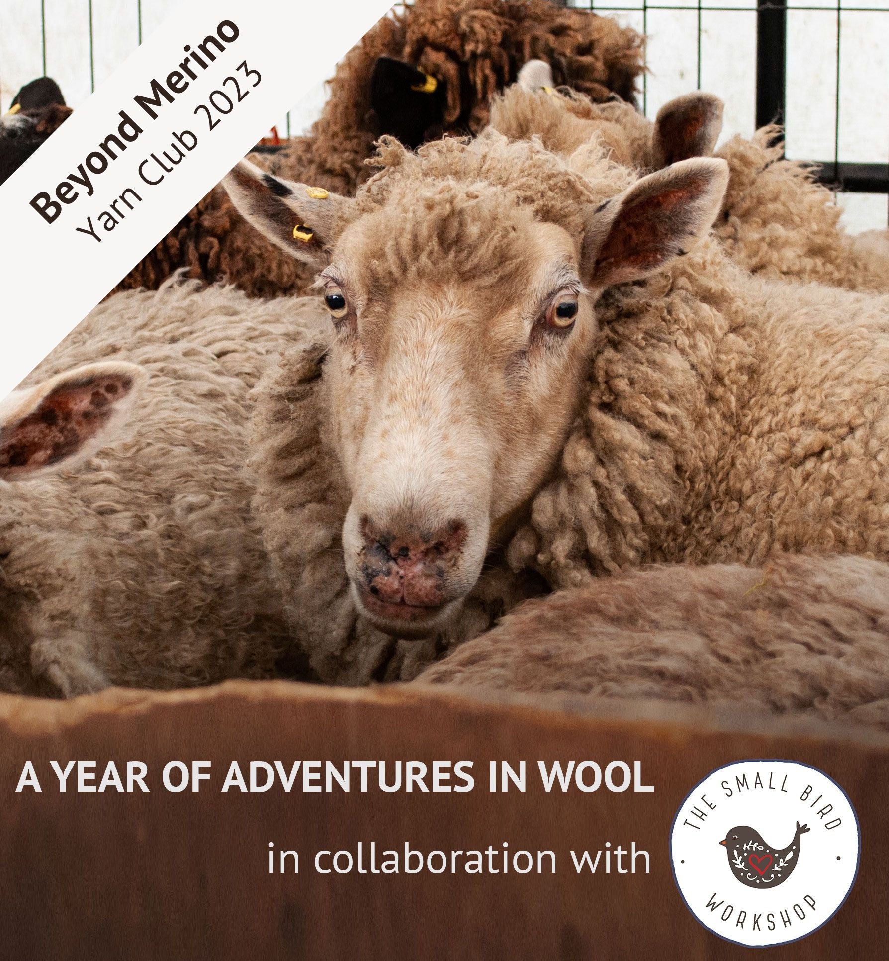 Yarn Club 2023: Beyond Merino - A Year of Adventures in Wool